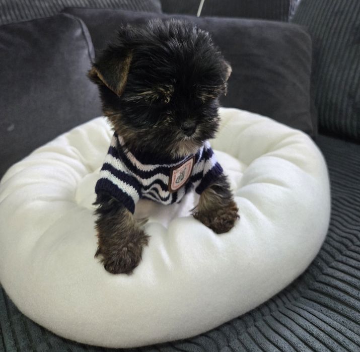 Йоркшерски териер ,Йорки мини