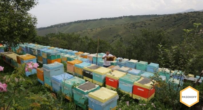 Мёд натуральный Пчелиный подмор, прополис.