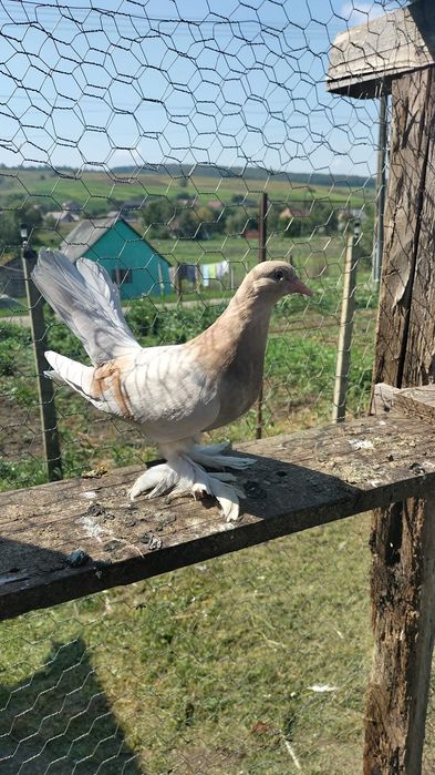 Porumbei Rolleri Persan