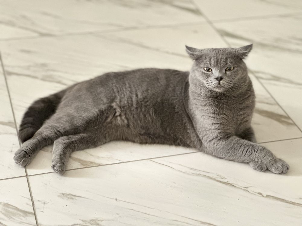 Кошка британская. Вязка.