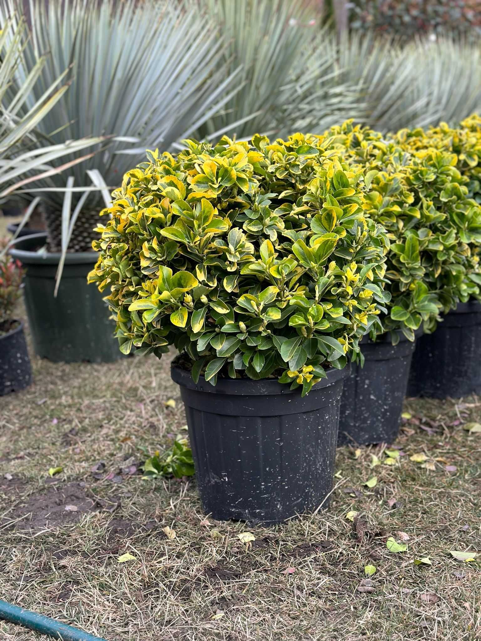 Gama variată de plante ornamentale, livrare în toată țara