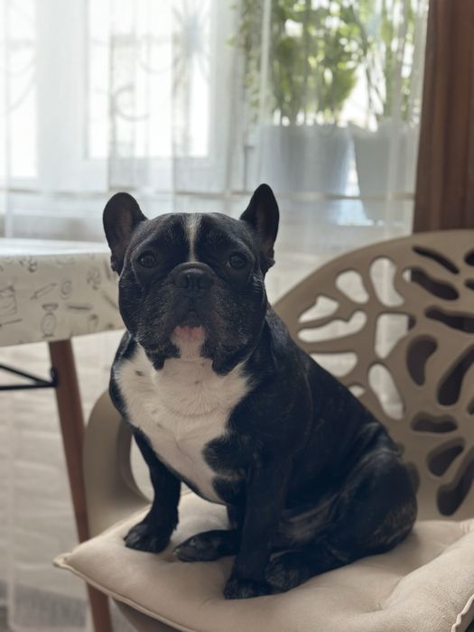 Вязка! Красивый кобель французского бульдога ищет невесту!