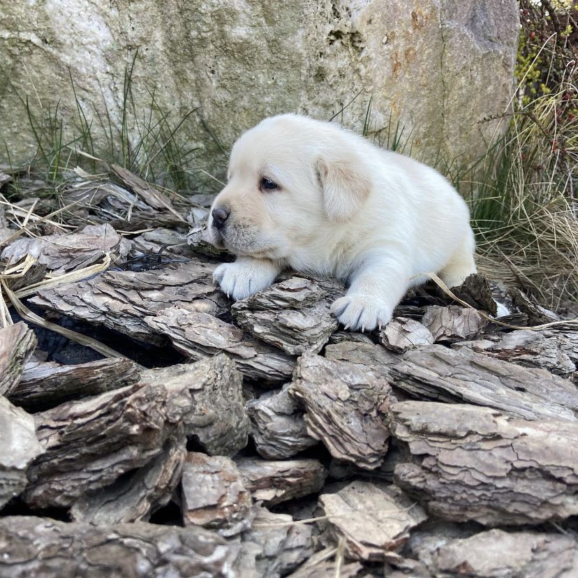 Puiut labrador cu pedigree tip A