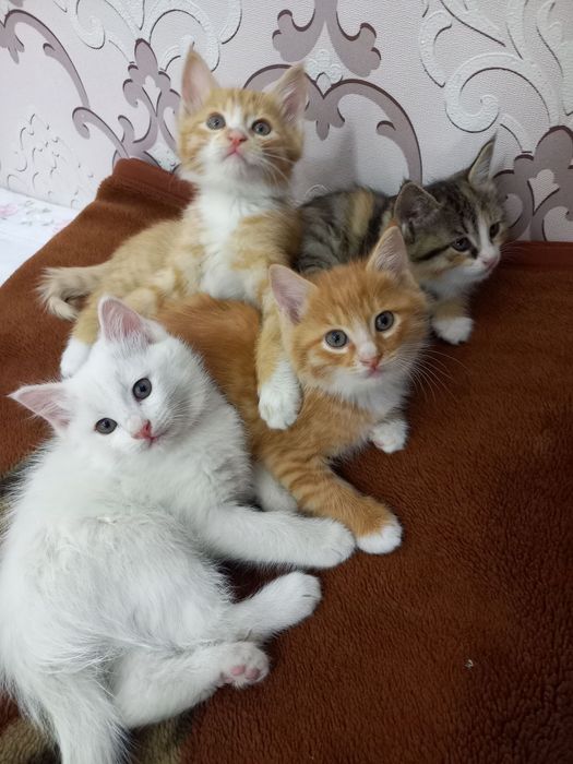 Продаются котята