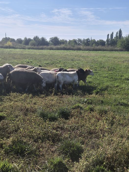 Oi Dorper și ILE De France oferta!