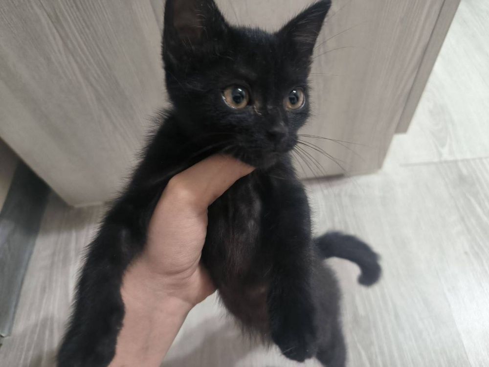 Отдам котят в добрые руки