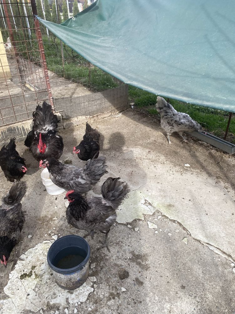 Gaini si cocosi australorp plymouth araucana
