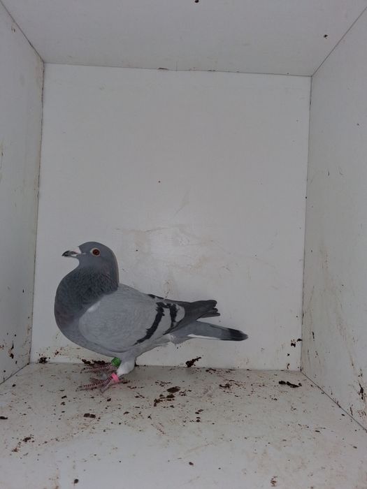 Porumbei voiajori, femele