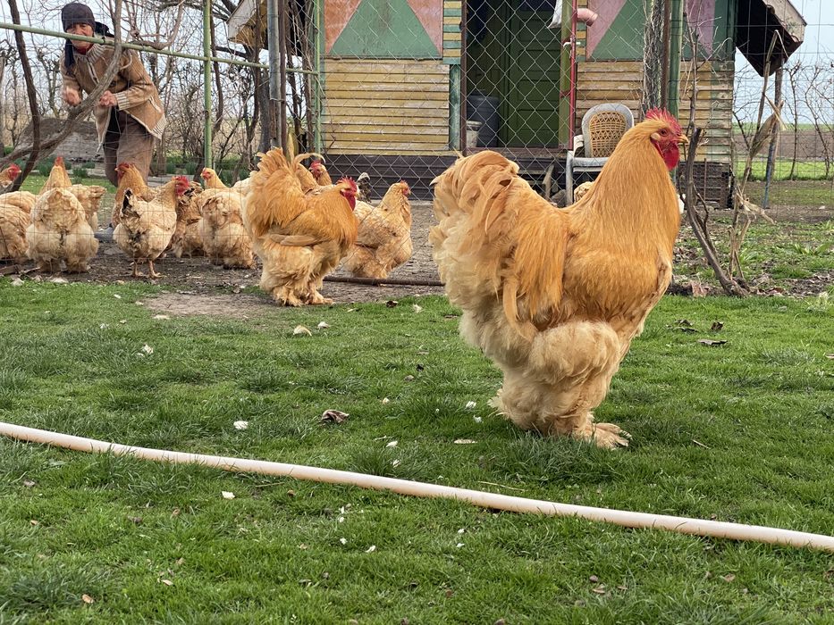 Vand schimb cocoș  rasa Conchinchina si pui de anul acesta .
