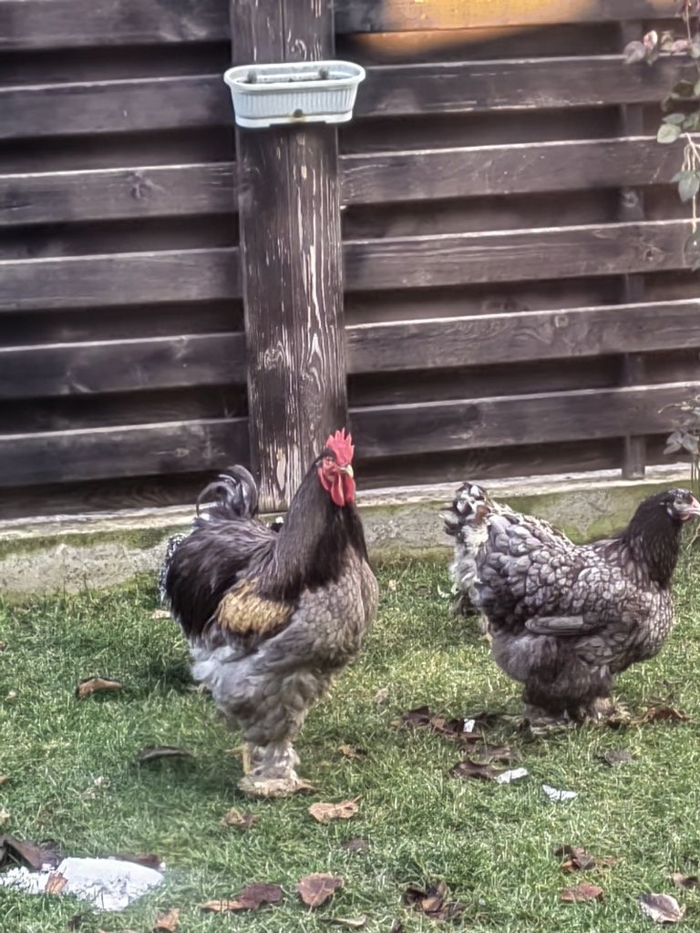 Ouă Brahma Porțelan, Brahma Albastru, Australorp