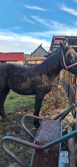 Manz castrat negru corb