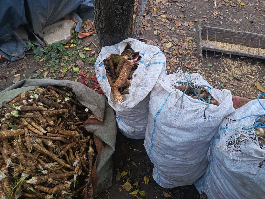 Hrean Romanesc  de Gradina