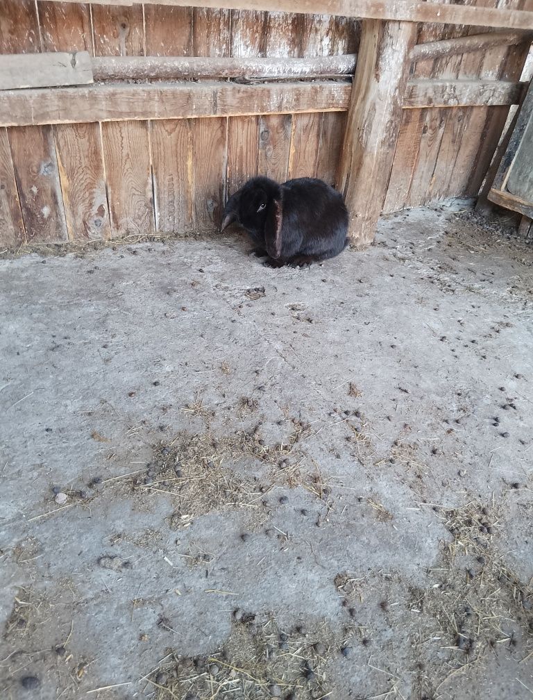 URGENT French Lop