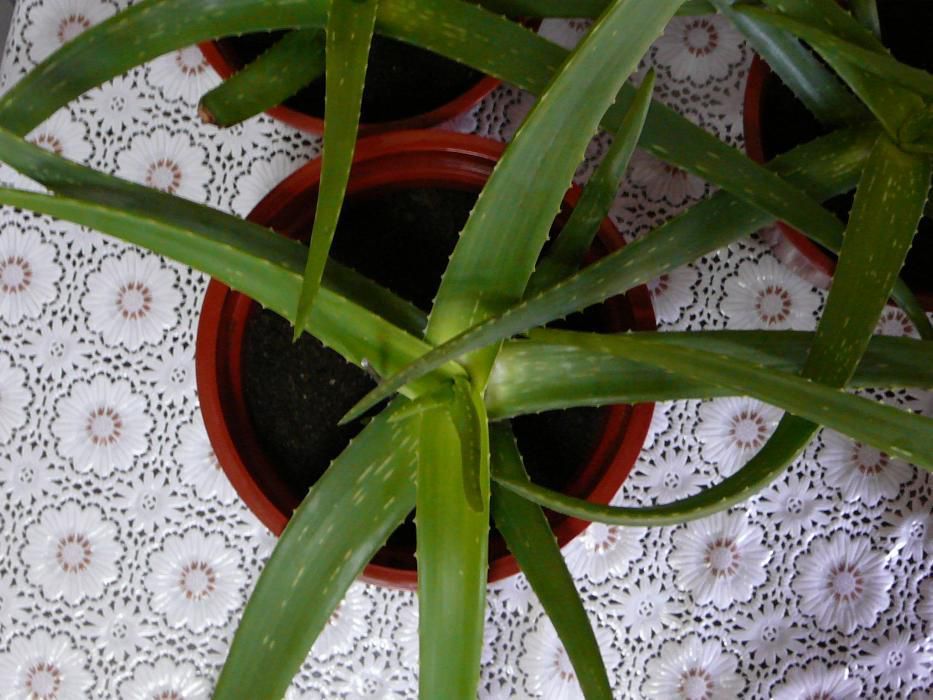 Aloe vera