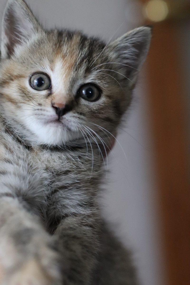 Котёнок ищет семью