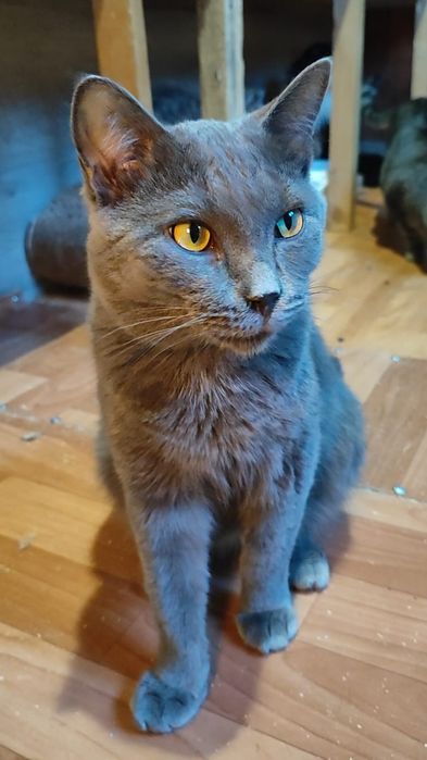 Котик ищет дом , Астана