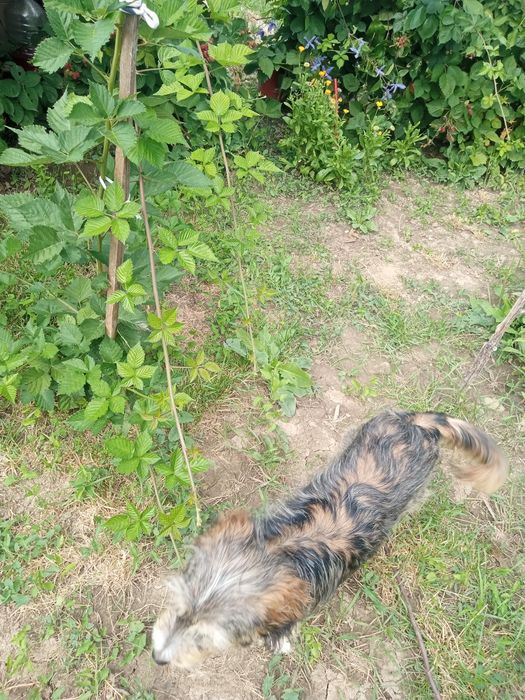 Tund gazon, curte, grădină