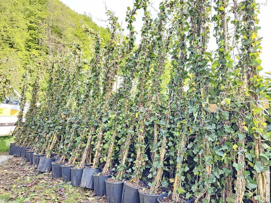 Iedera 2m - 3m  / hedera helix