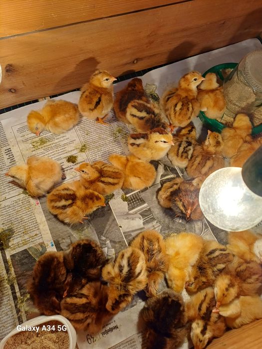 Продаётся цыплята ханхяп.