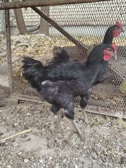 Qorashahzoda jo'ja xo'rozlar sotiladi...