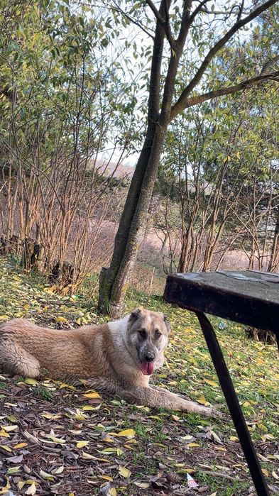 Продавам Женски Вълкодав