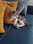 Spre adopție motanel