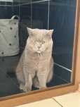 Motănel British Shorthair