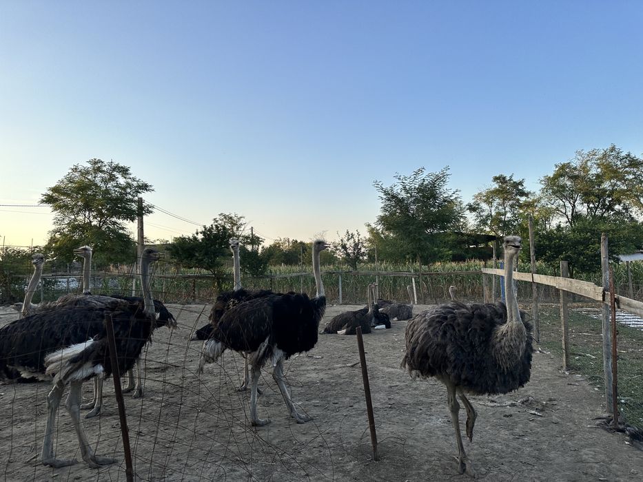 De vânzare - 8 struți cu vârsta de 1 an si 3 luni