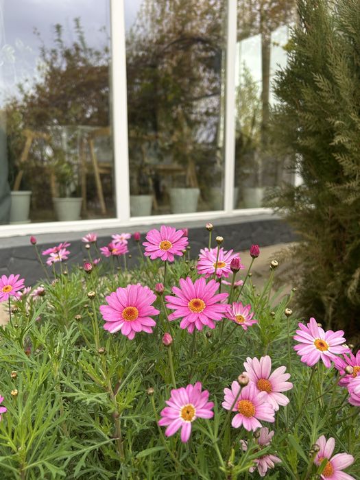 Продаем дом в экологический чистом районе.