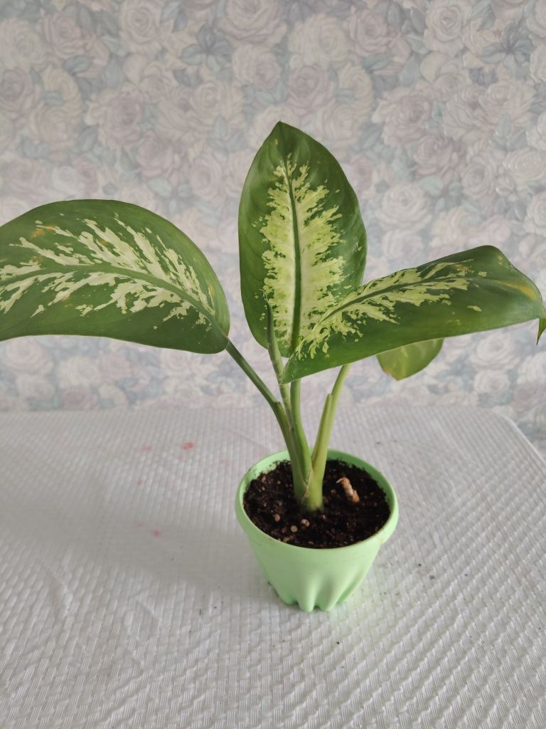 Продам диффенбахия