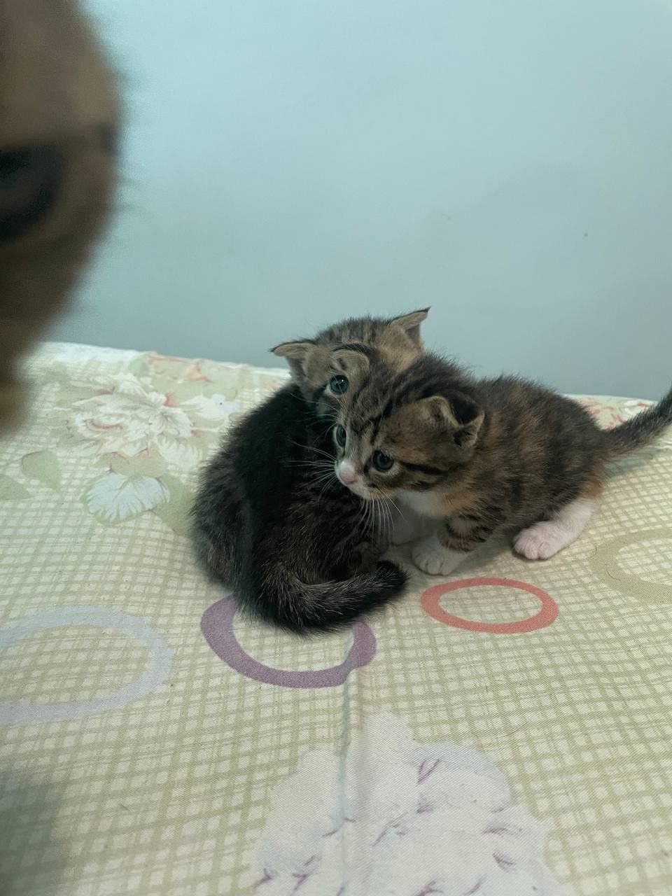 Котята фолд страйт