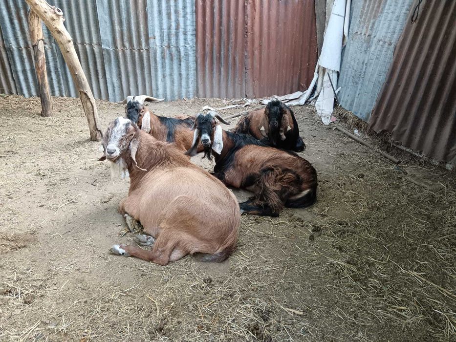 Vând țapi anglo nubieni