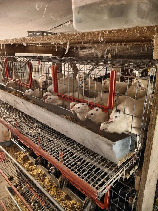 De vânzare prepelițe