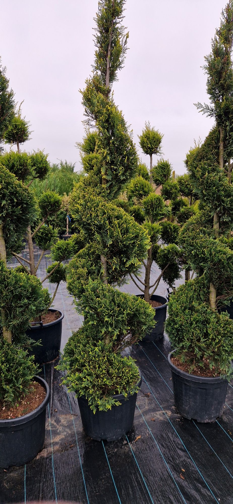 Magnolie grandiflora- ilex varirgata- palmieri- spirale - tuia