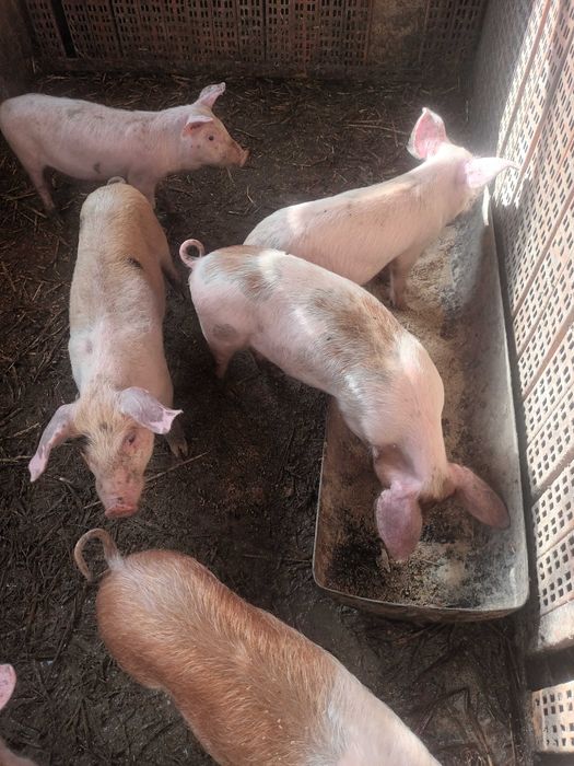 Малки прасенца около 15кг +-2кг