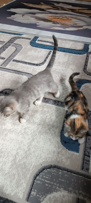 Отдам котят в хорошие руки мальчик и девочка