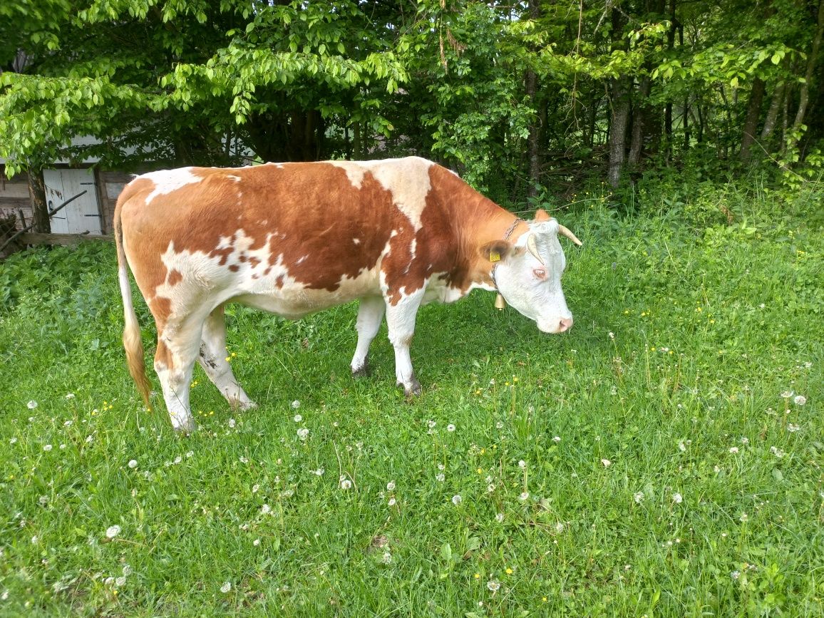Vand o vaca si doua  juninci baltata romaneasca