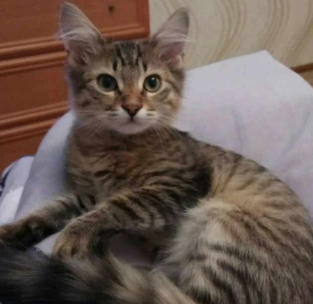 Котятки -котятушки-мальчики и девочки!!