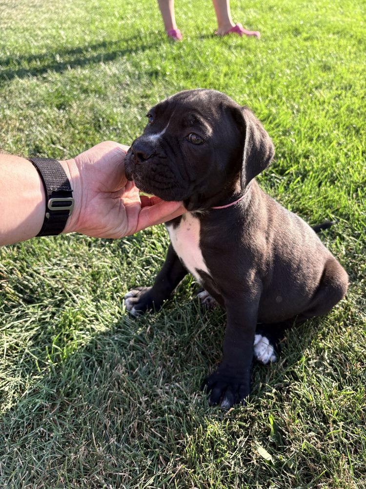 Pui Cane Corso 7 saptamani femela