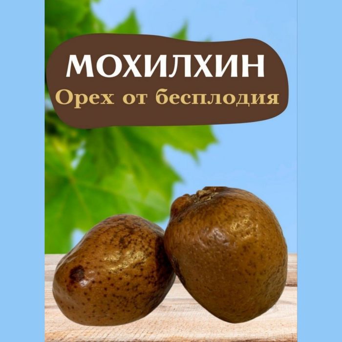 Мохилхин Орех бесплодие женщинам мужчинам простатит болезни