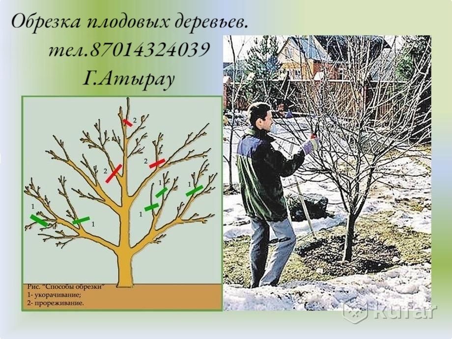 Профессиональная обрезка плодовых деревьев