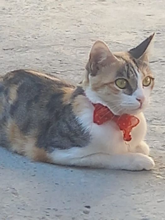домашние кошка белка