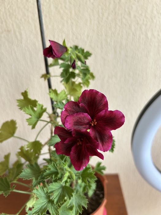 Продам королевскую герань