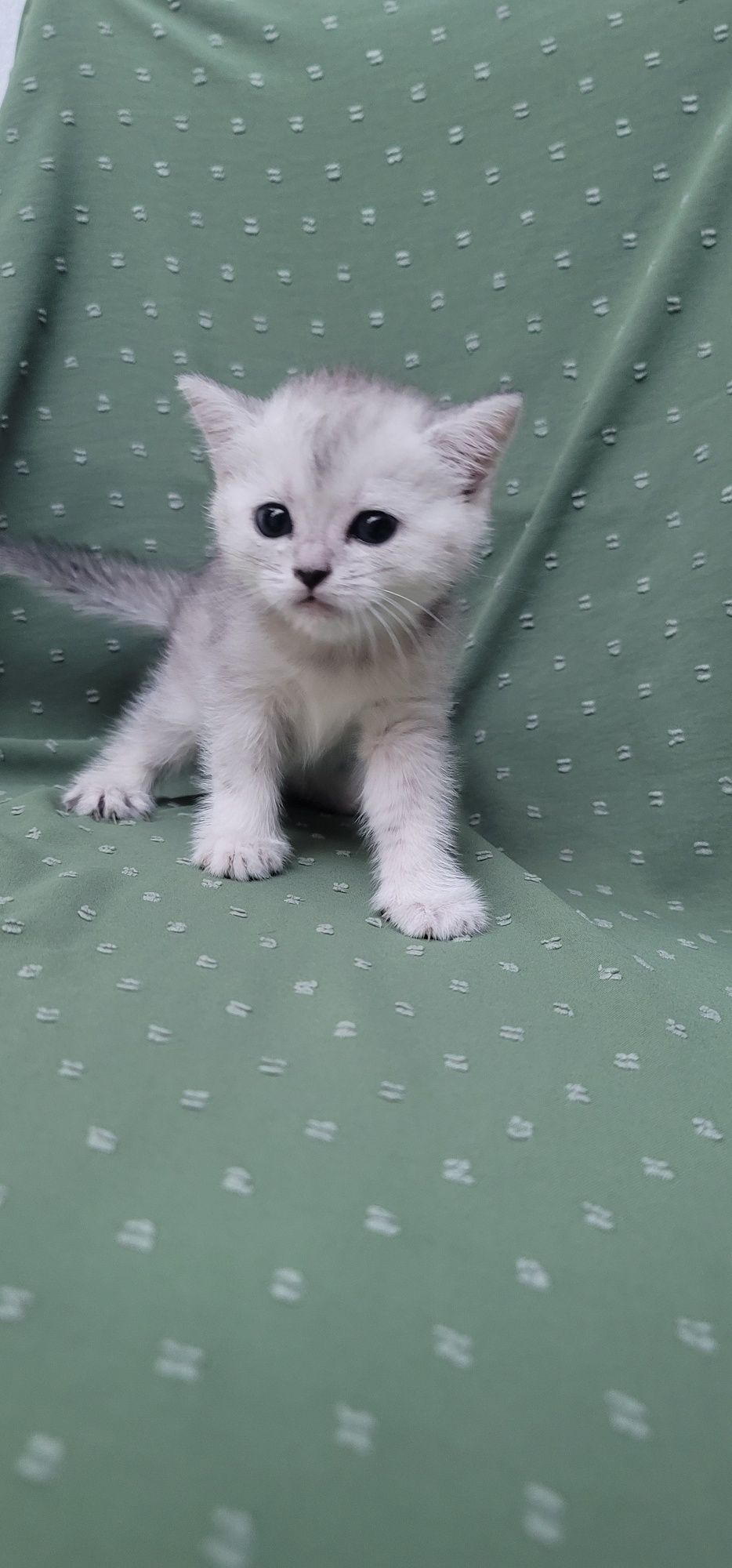 Продаются котята породы "Шиншилла"