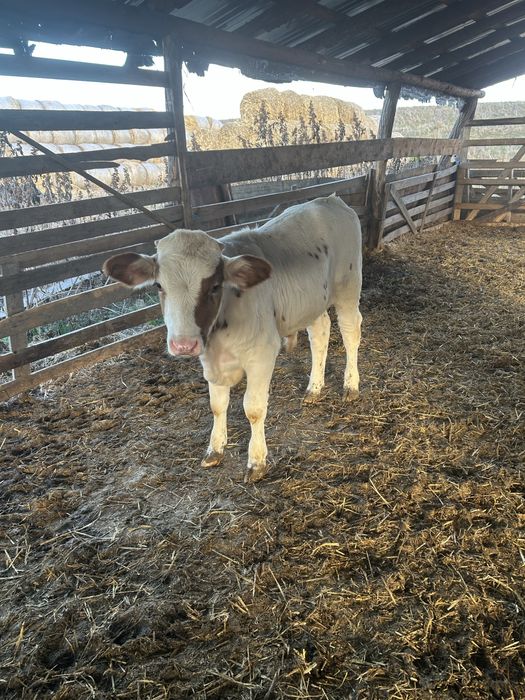 Vand vitei mai multe detali la numarul de telefon