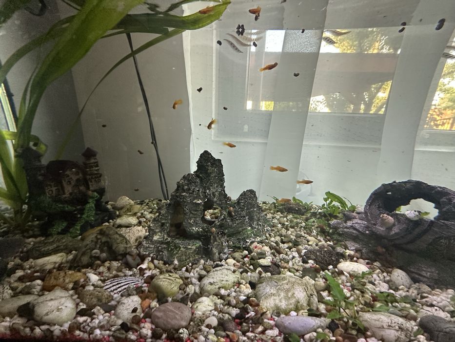 Acvariu 80 L cu pesti si accesorii