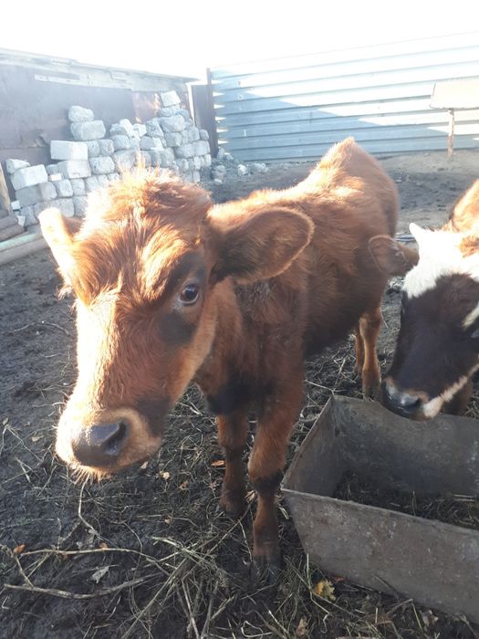 Продаются 2 тёлочки годовалые , Посёлок Кокпекты.