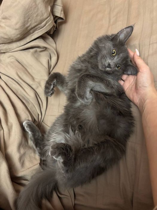 Котик британский