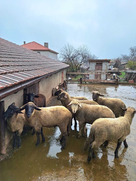 Селскостопански животни