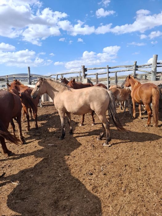 Продам мясо говядина конина баранина!